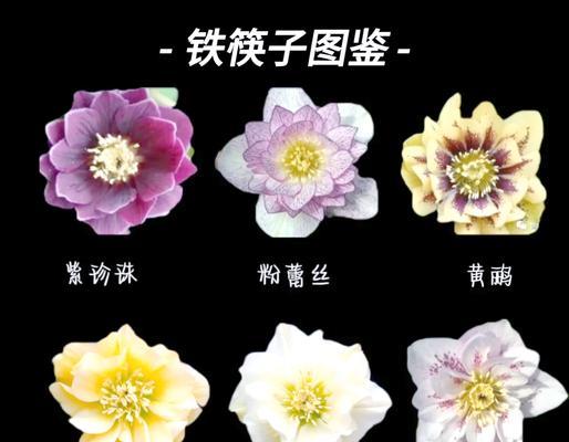 铁筷子圣诞玫瑰花怎么养？如何保持铁筷子圣诞玫瑰花的健康？