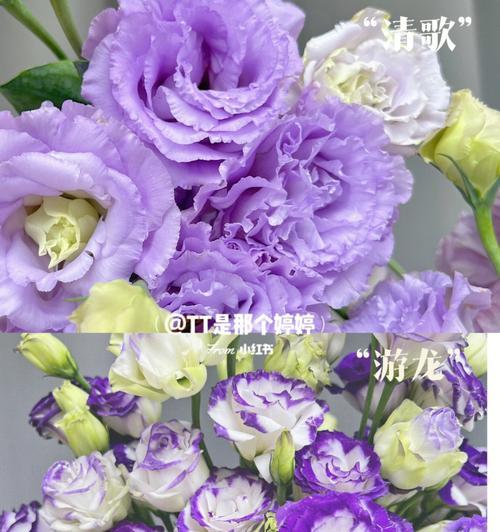 紫色洋桔梗花的花语是什么？紫色洋桔梗花代表什么寓意？