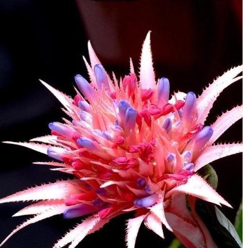凤梨花的花语是什么？百度知道上有哪些相关讨论？