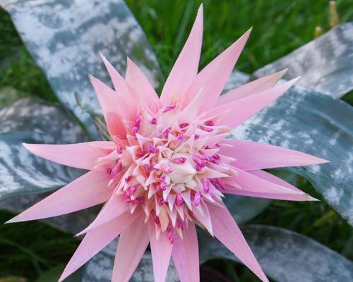 凤梨花的花语是什么？百度知道上有哪些相关讨论？
