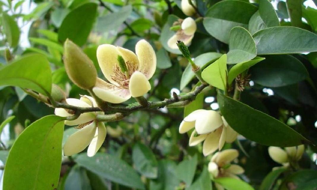 哪种花的花语最为恶毒？它代表了什么意思？