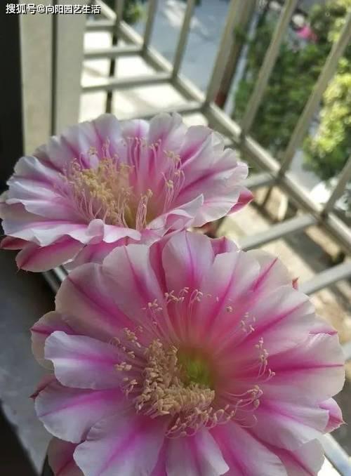 快乐花园仙人球种植方法是什么？