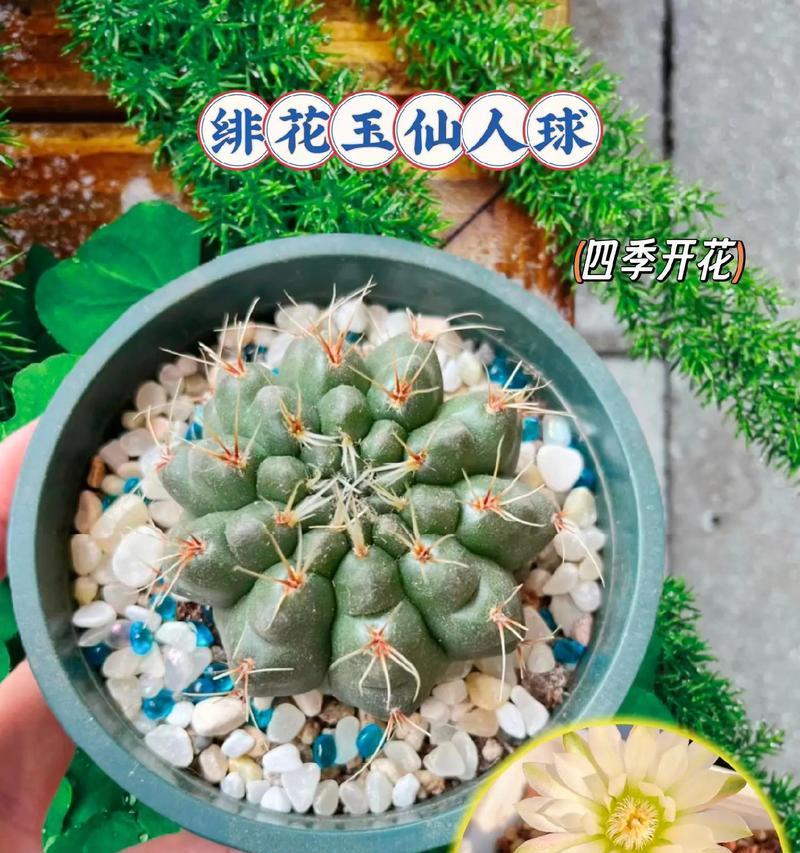 快乐花园仙人球种植方法是什么？