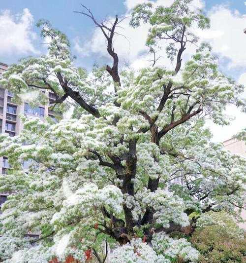 一棵花树的花语能传达哪些信息？
