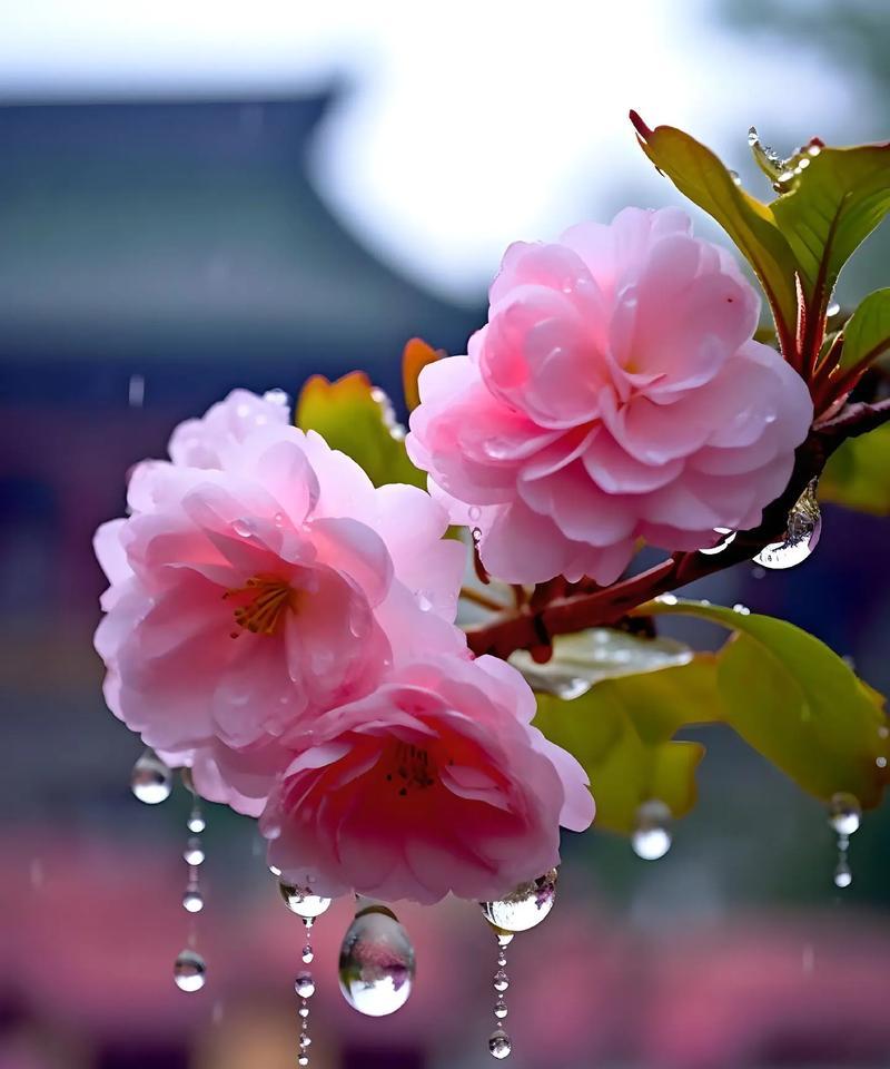 讨厌的花代表什么花语？花语中有哪些是表达负面情绪的？