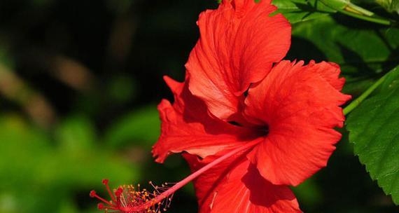 讨厌的花代表什么花语？花语中有哪些是表达负面情绪的？