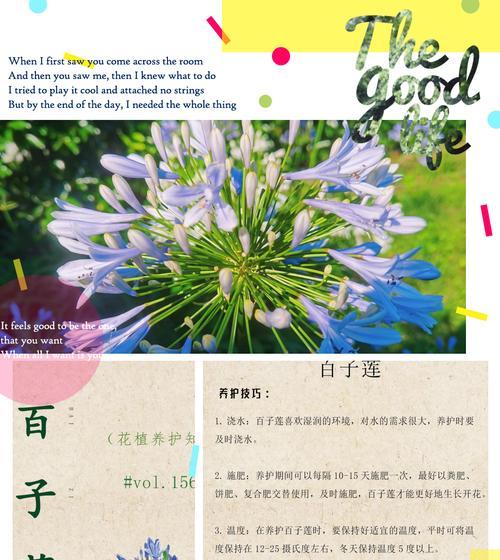 哪种花的花语象征罪恶的爱情？罪恶爱情的花语有哪些？