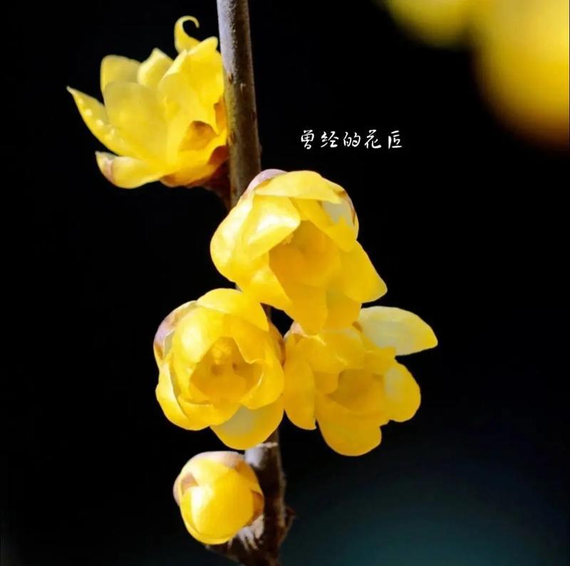 花语中哪些代表坚强？它们各自有什么含义？