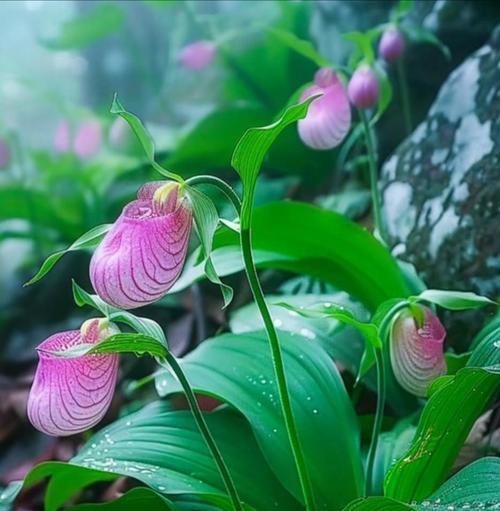 小野花的花语有何特别之处？如何解读小野花的花语？