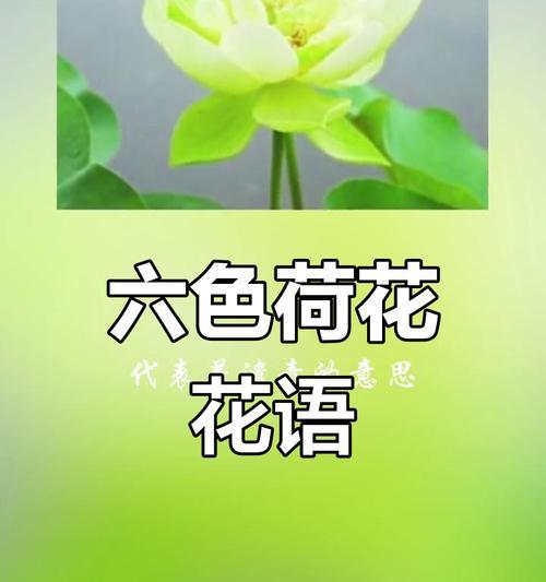不同颜色的花语有哪些？分别代表什么？