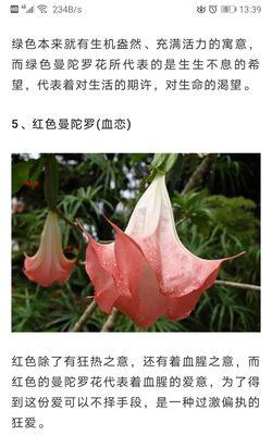 不同颜色的花语有哪些？分别代表什么？