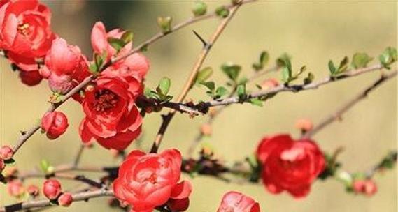 花中藏钱的花语是什么？它寓意着什么好运？