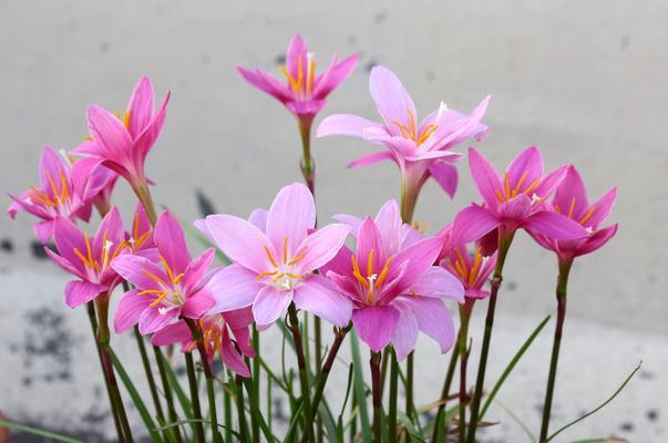 对兰的花语有哪些含义？它象征着什么？
