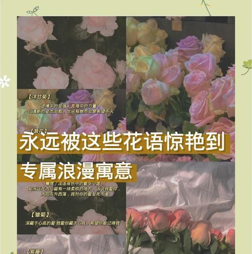 绝望的理想花语有何含义？它传达了怎样的情感？