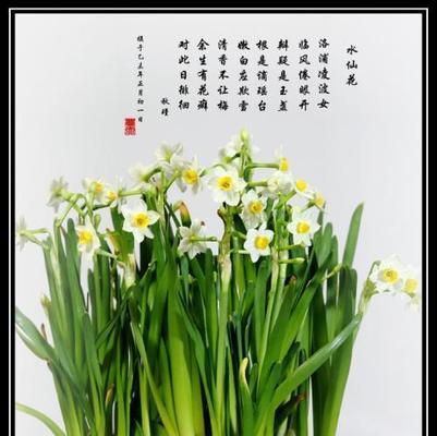喜欢什么花的花语是什么？如何根据花语选择合适的花卉？