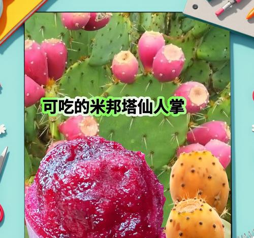 嫁接仙人掌成品如何处理？怎样确保成活率？