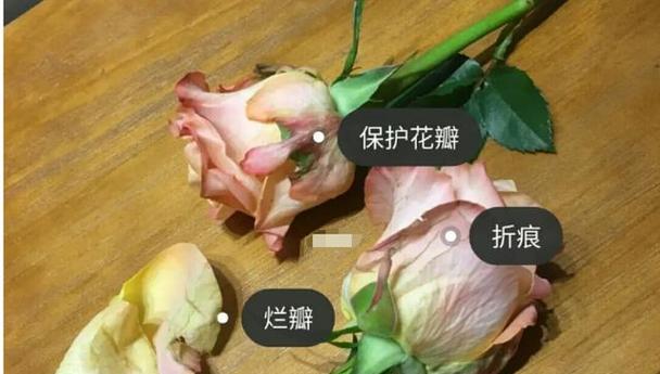 玫瑰花蔫了之后如何恢复生机？