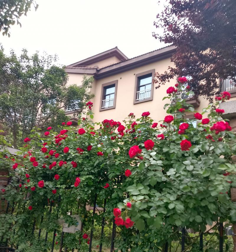 玫瑰花蔫了之后如何恢复生机？