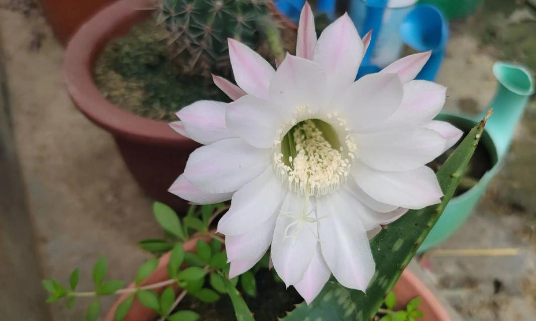 白鹅毛仙人球怎样才能开花？养殖白鹅毛仙人球的秘诀是什么？