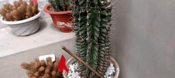 白鹅毛仙人球怎样才能开花？养殖白鹅毛仙人球的秘诀是什么？