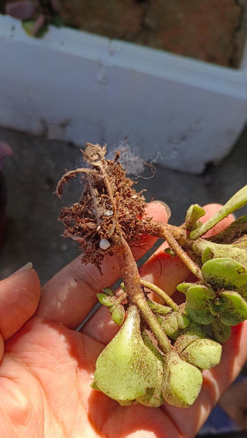 仙人掌是否需要定期修根换土？正确的修根换土方法是什么？