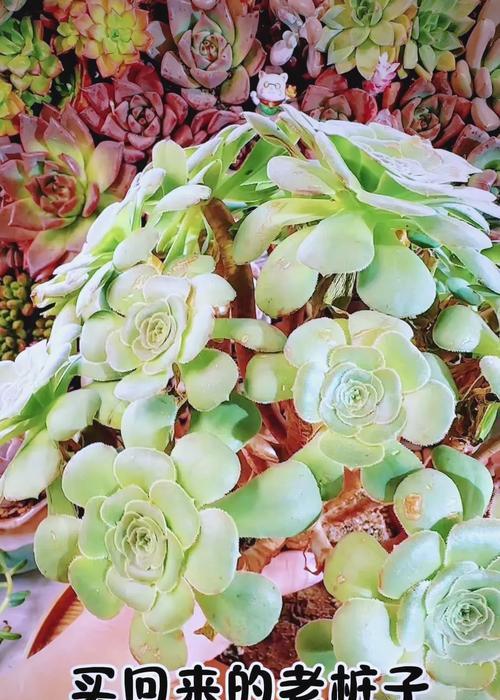 仙人掌是否需要定期修根换土？正确的修根换土方法是什么？