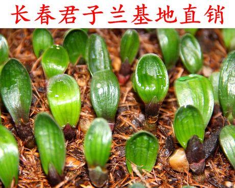 新买的君子兰苗种植步骤是什么？如何确保成活？