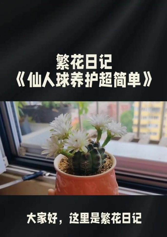 香兰叶仙人球养护管理方法是什么？