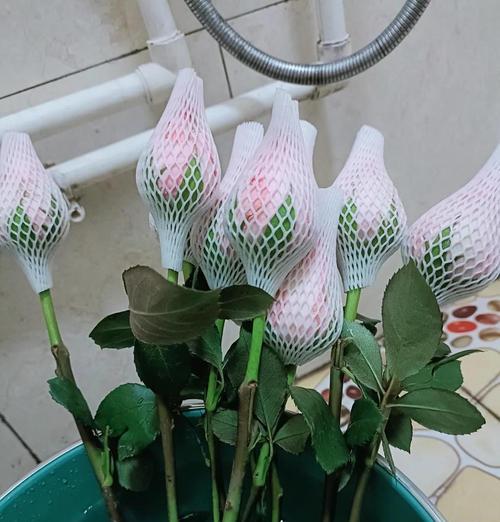 玫瑰花乔伊斯如何养护才能保持美观？有哪些技巧？