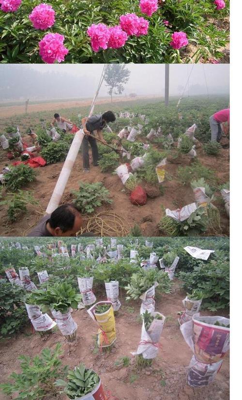 牡丹花单苗的种植步骤是什么？
