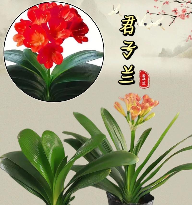 君子兰盆景多大合适？如何养护才能保持其美观？