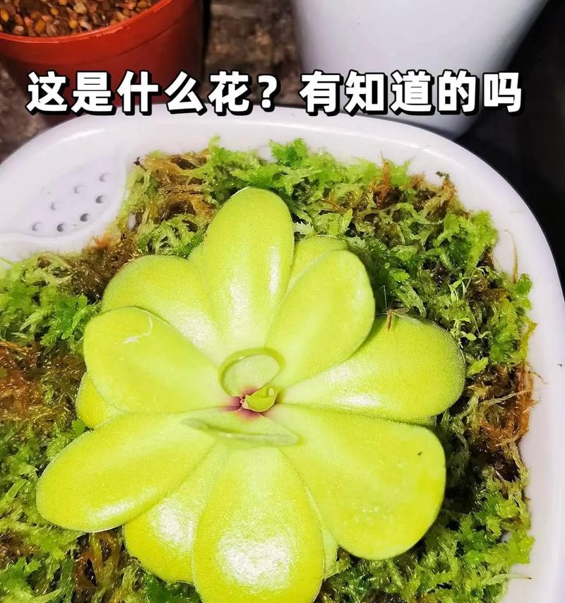 哪些花卉具有天然驱蚊效果？