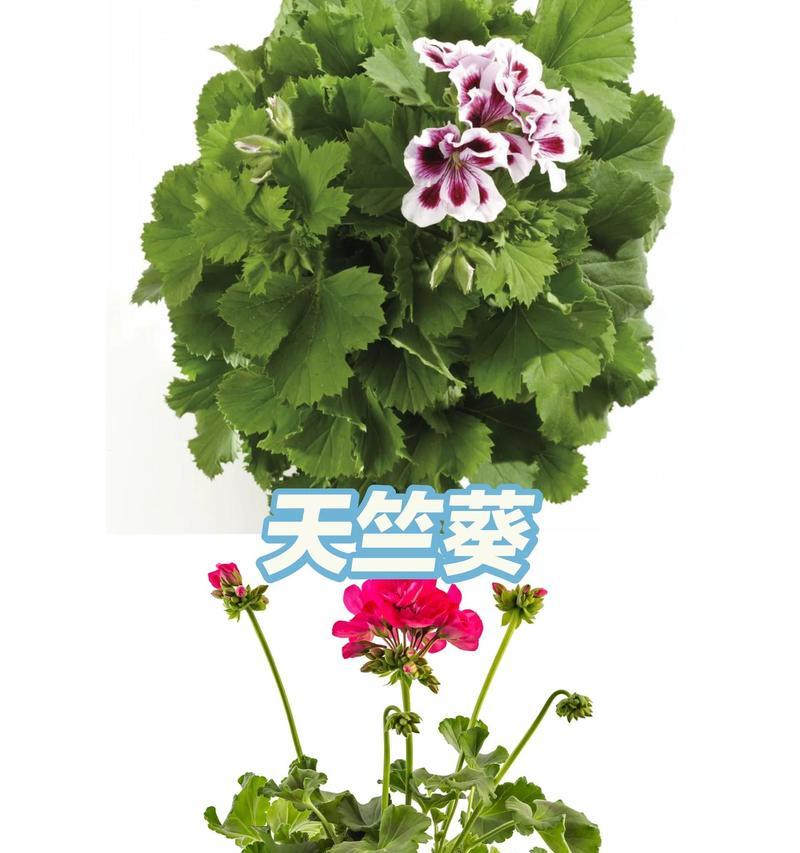 哪些花卉具有天然驱蚊效果？