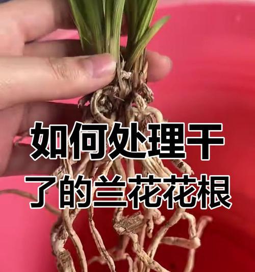 兰花根部养护的秘诀有哪些？怎样促进根系发展？