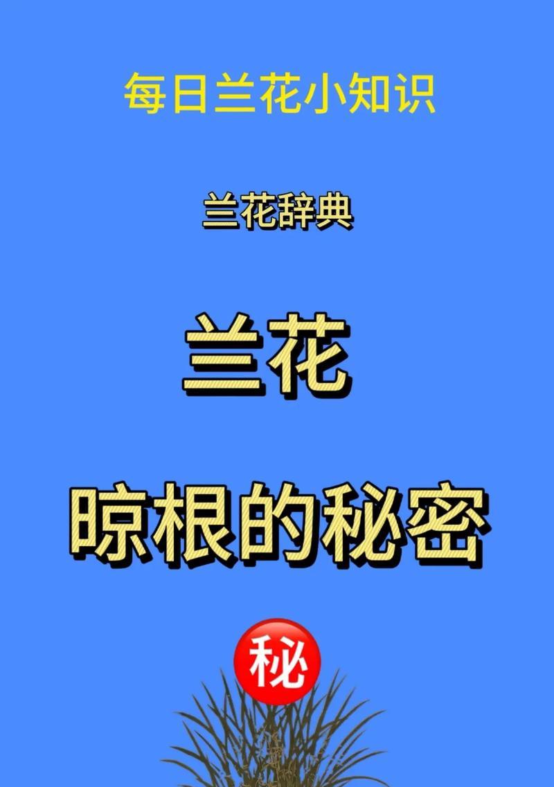 兰花根部养护的秘诀有哪些？怎样促进根系发展？