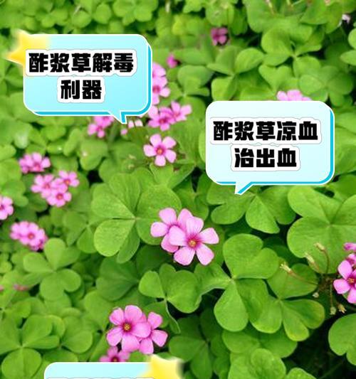 酢浆草种植方法是什么？