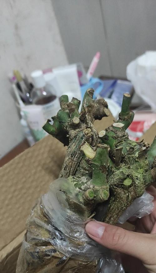 玫瑰花的最佳种植时间是什么时候？种植前需要做哪些准备？