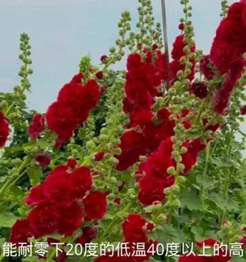 蜀葵种子怎么种？蜀葵的种植步骤是什么？