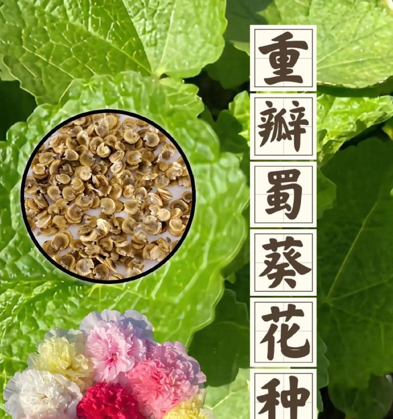 蜀葵种子怎么种？蜀葵的种植步骤是什么？