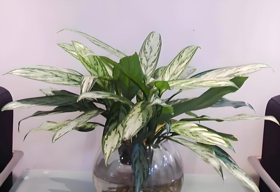 非洲茉莉浇水的正确频率？