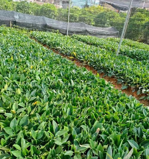非洲茉莉浇水的正确频率？
