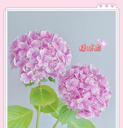 冬天适合种植哪些花卉？冬季花卉的养护要点是什么？