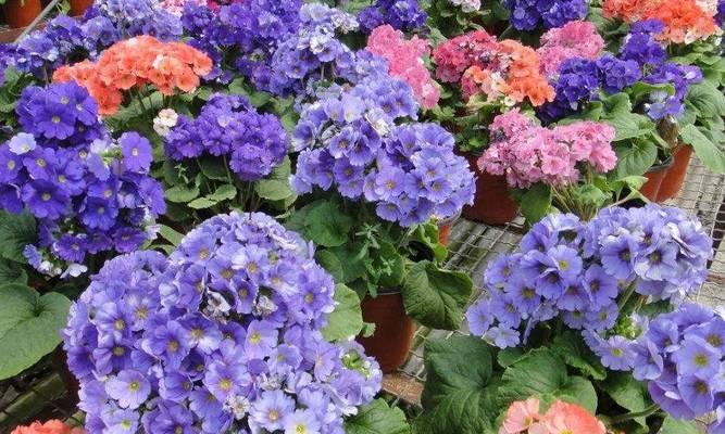 冬天适合种植哪些花卉？冬季花卉的养护要点是什么？