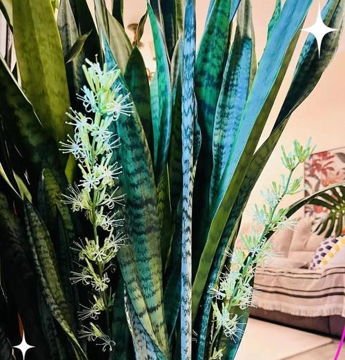 冬季适合养护哪些植物？如何过冬？