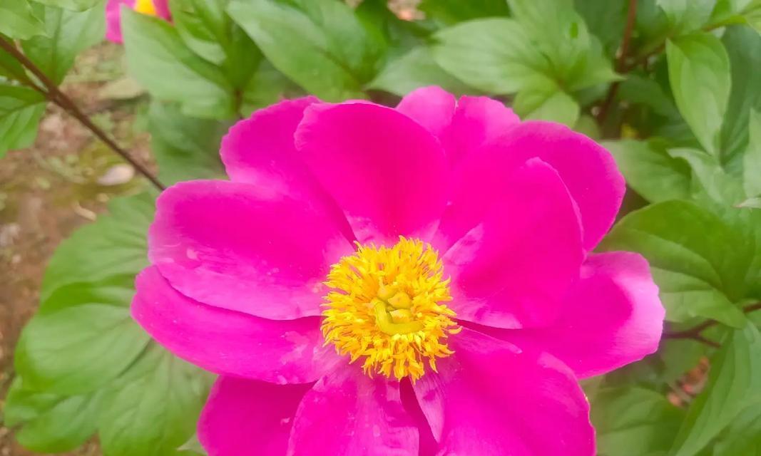 春天应该种什么花？春季花卉有哪些推荐？