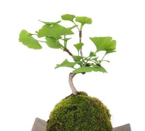 银杏树盆景的制作方法是什么？如何打造有文化内涵的银杏盆景？