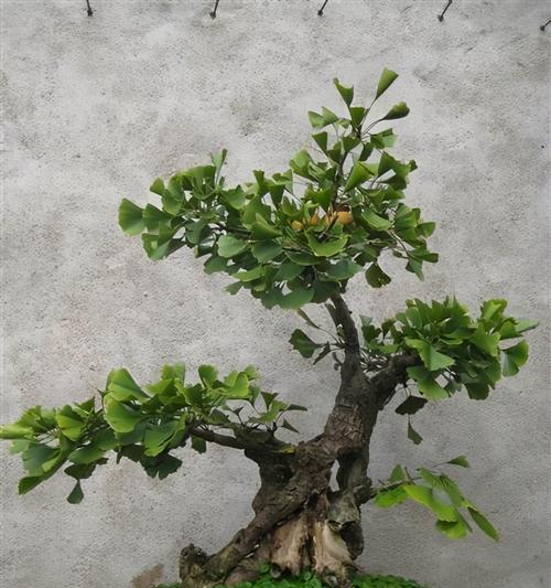 银杏树盆景的制作方法是什么？如何打造有文化内涵的银杏盆景？