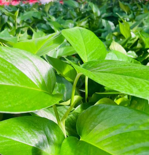 植物叶子发黄是什么原因？如何预防和处理？