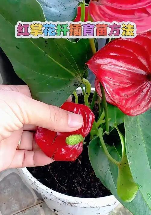红掌换土的正确步骤是什么？换土后如何管理？