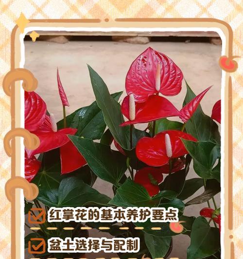 红掌换土的正确步骤是什么？换土后如何管理？